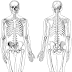 Images Of A Human Body Front And Back - Front Muscles - Health & PE10 Human Movement - Collinson ... : Featuring crosswords, mazes, and more, this human body workbook is bursting with all kinds of activities to help kids understand what makes them tick.