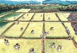 田植えか直まきか No 66 藤井寺市