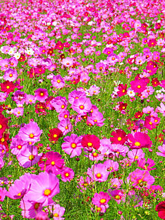 コスモスの花携帯待受画像 無料壁紙