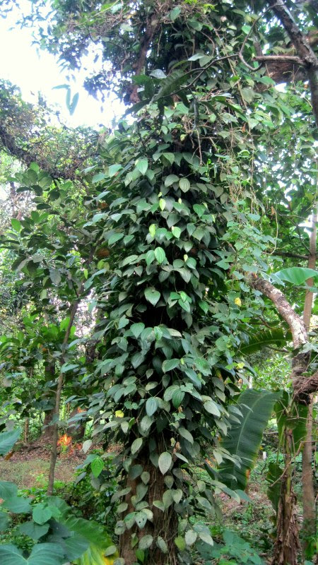 Betel