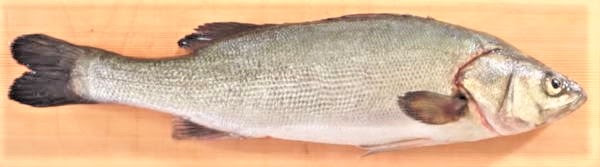 魚へんの漢字 す せ から始まる魚の紹介 1027