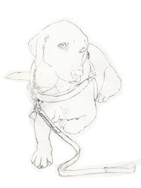 動物イラスト 鉛筆画 似顔絵イラスト 犬イラストのことなら 犬の描き方 写実的 くるみるか手描き動物イラスト