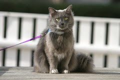 Cat on a leash?! It's Max.