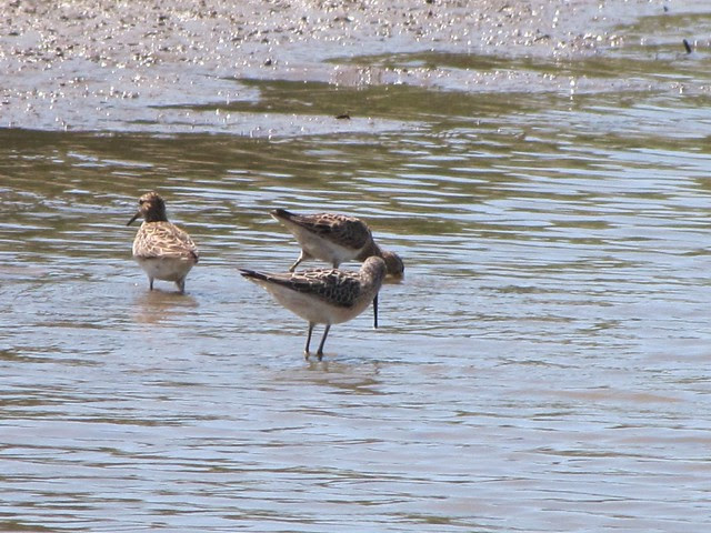 Stilt Sandpiper at Lake Evergreen 02