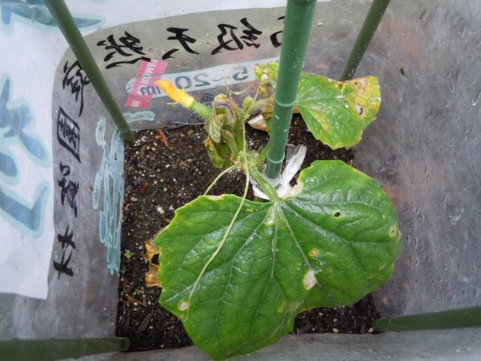 キュウリの苗の植え替え いちろの気ままに独り言