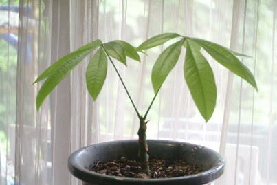 ひこばえ パキラ