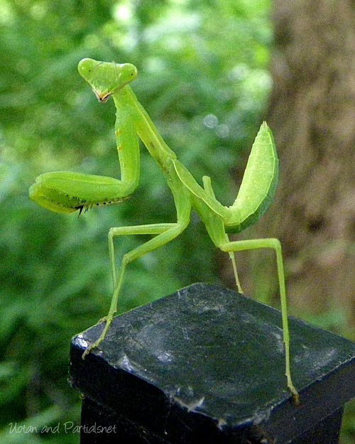 博物雑記 ハラビロカマキリ 卵鞘と脱皮殻