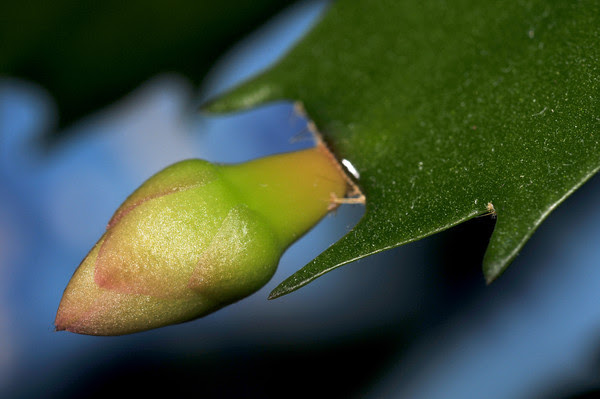 my first Christmas cactus blooms again