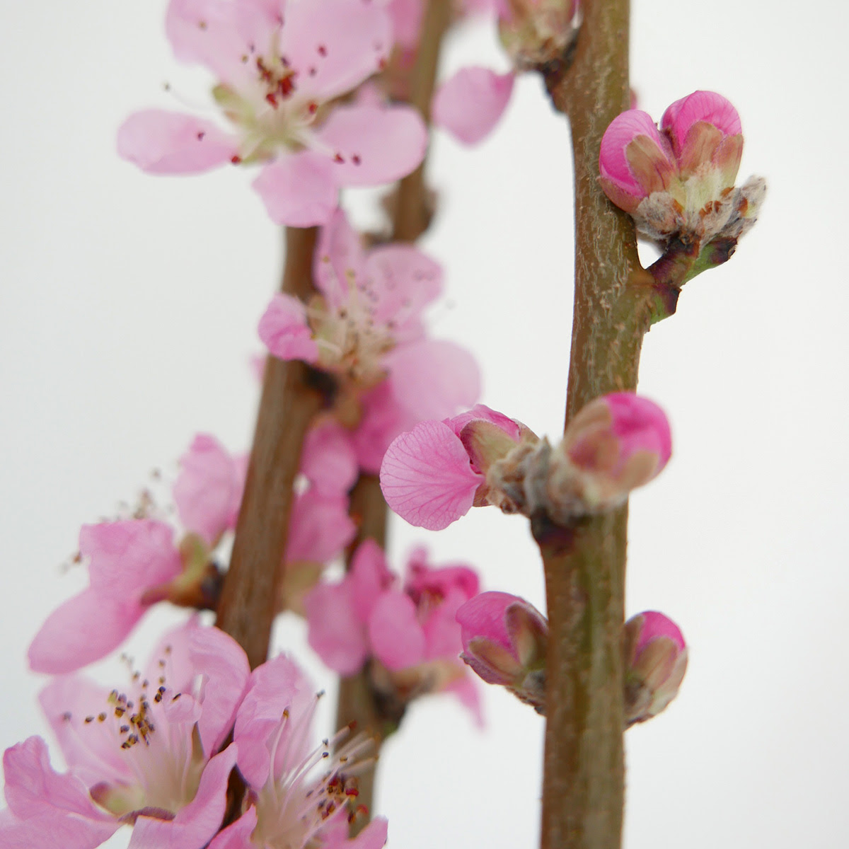 桃の花言葉 Cakeru Cakeru