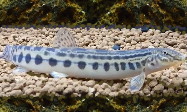 魚へんの漢字 ち と と から始まる魚の紹介 1030