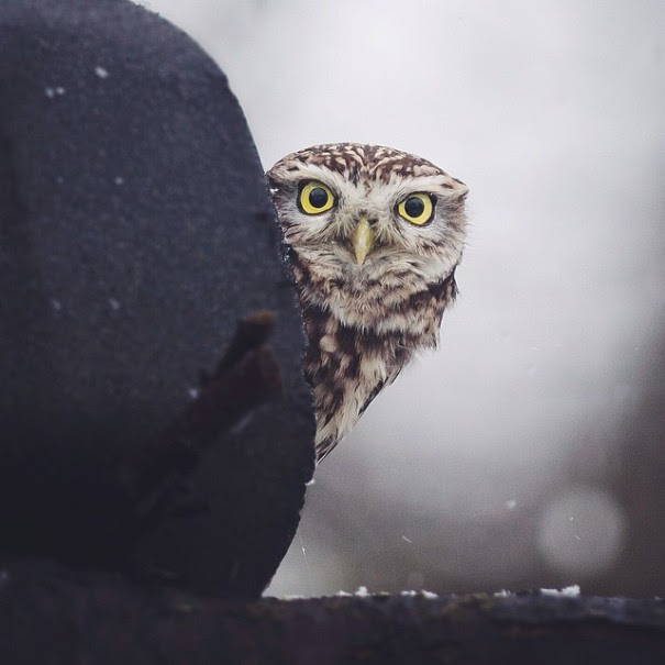 finnish-wildlife-feeding-squirrel-whisperer-konsta-punkka-46