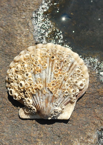 Watsons Farm shell