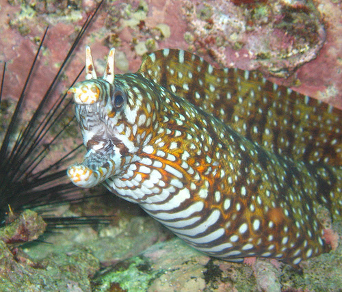 ウツボの漢字 魚へん 單 海水魚の種類と釣り方