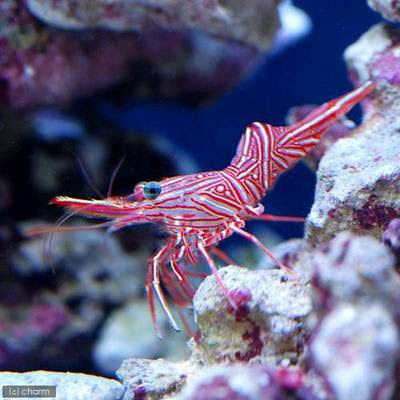 キャメルシュリンプの飼育方法 混泳 餌 病気 性格 サンゴ マリンアクアリウム総合情報サイト