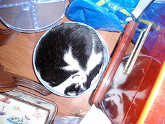 Cats 003