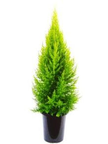 ゴールドクレストの育て方 自然と暮らす 観葉植物
