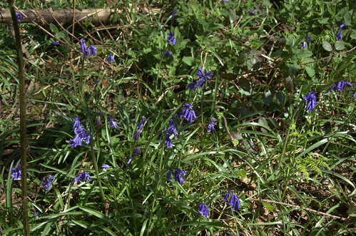 bluebells