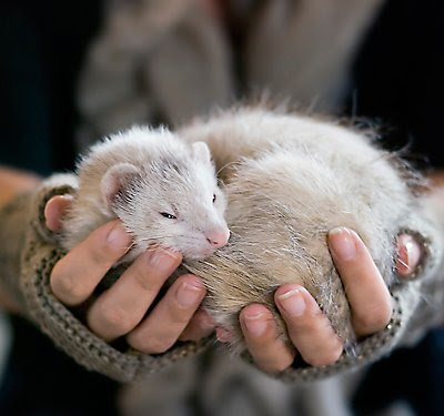 Tips for Kids & Pets: Good Small Pet for Kids | PetSmart