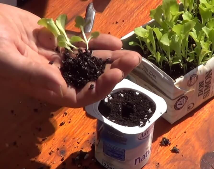 Lechugas De Hogar Como Iniciar La Siembra Con O Sin Semillas En Forma Rapida Y Simple