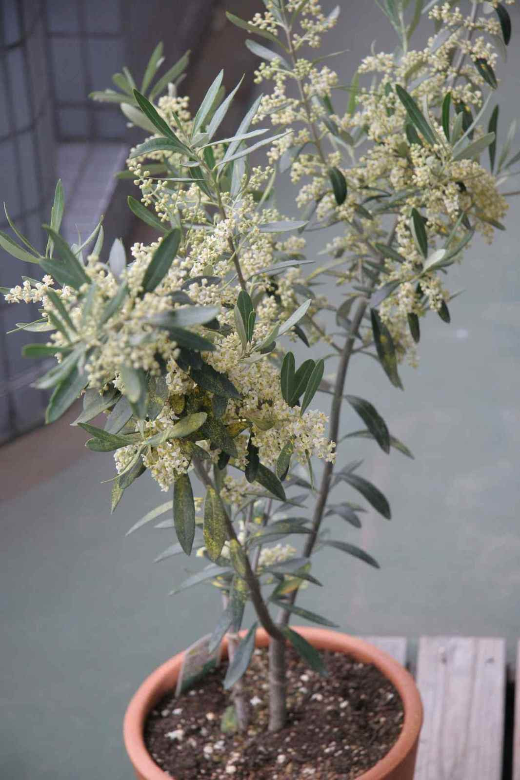 オリーブの花 満開へ Hanna Papaの菜園日記 2