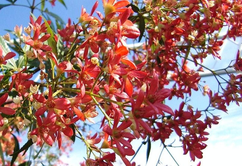 夏 赤い樹木花 ２ 花を愛でる