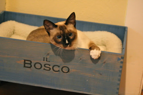 Il Bosco in his wine box cat bed! Heart melt.