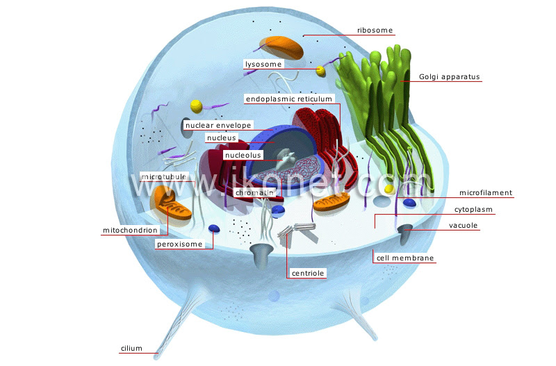 Animal Kingdom Simple Organisms And Echinoderms Animal Cell Image Visual Dictionary