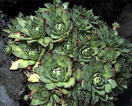 イワレンゲ 岩蓮華 花言葉しらべ