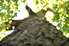 looking upward