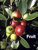 Strawberry Guava 15 Seeds - Psidium cattleianum -Bonsai