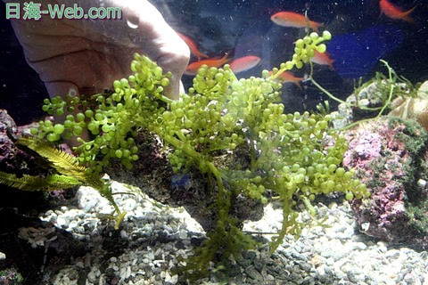 リフジウム水槽に欠かせないのが 海藻だ 海藻について 海水魚のパイオニア 日海センター 日海フィッシュコム