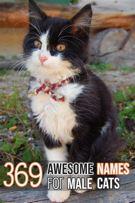 felinelivingnet tabby cat names cute cat names kitten names