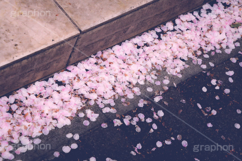 桜の花びら グラフォン無料素材