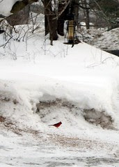 BirdFeeders_13011g