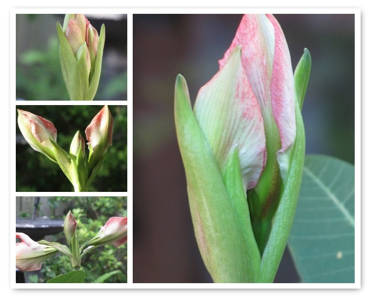 Mosaic Amaryllis