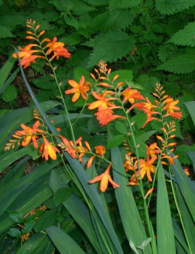  Montbretia Flower