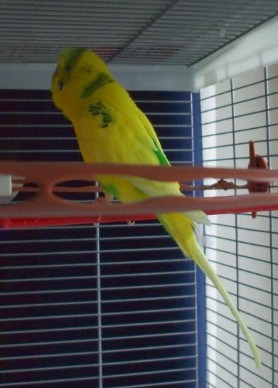 custard singing