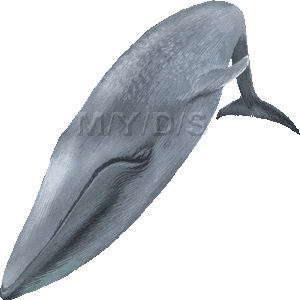 白長須鯨 シロナガス クジラのイラスト 条件付フリー素材集