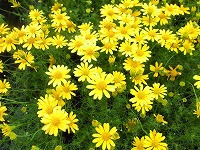 ５月６日の誕生花 ダールベルグデージーの花言葉 可愛い恋人 光沢のある鮮やかな緑葉に映える黄金色の愛らしい花 弥生おばさんのガーデニングノート 花と緑の365日 楽天ブログ