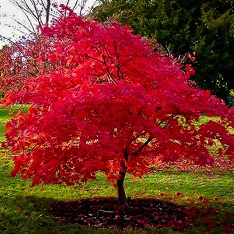 The best soil for indoor cannabis is either commercial soil specifically designed for growing cannabis . Flame Amur Maple For Sale Online | The Tree Center
