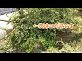 【人気ダウンロード！】 ギンバイカ 斑入り 庭 221222