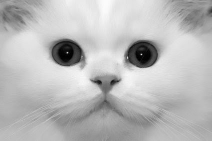 Kucing Anggora Persia Kucing Anggora Persia