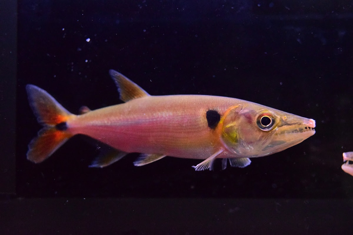 静岡市の熱帯魚専門店 大型魚 古代魚 珍魚 World Rivers