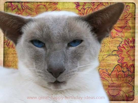 Funny Cat Birthday Wishes. Free Birthday Wishes eCards 