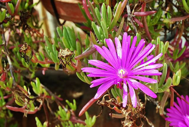 Fresh Spring Flowers Online From Barcelona, Spain
