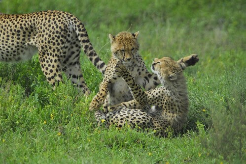 animal game