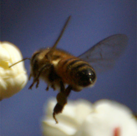 ミツバチかハナアブか 見分け方 万象酔歩