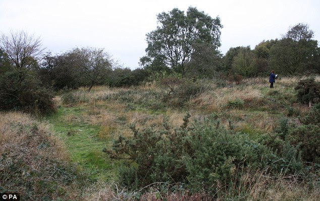 Now: Archaeologists will have their work cut out for them to return the overgrown Cannock Chase area to its former replica model of the Messines terrain battlefield