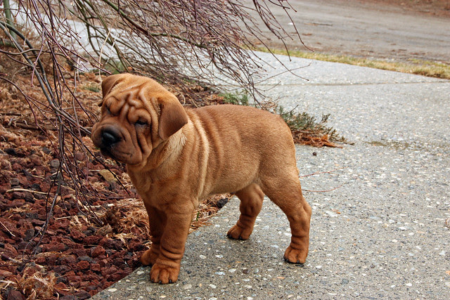 Shar-Pei x Cocker Spaniel Puppy. | Flickr - Photo Sharing!