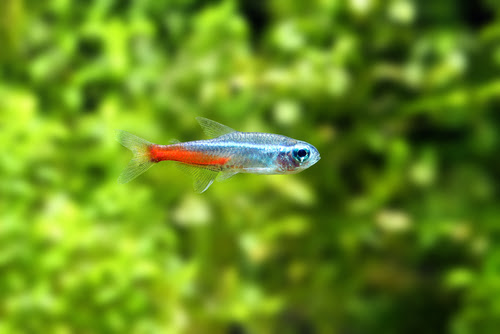 ネオンテトラの泳ぎ方がおかしい 一体何の病気 熱帯魚 淡水魚 海水魚の図鑑